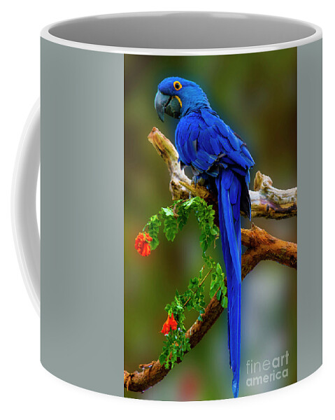 Photography Coffee Mug featuring the photograph Blue Macaw by Paul Wear