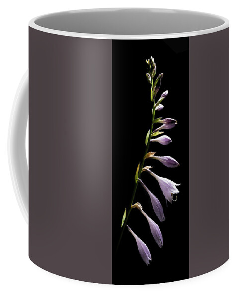 Blue Plantain Lily Coffee Mug featuring the photograph Blue Plantain Lily by Kevin Suttlehan