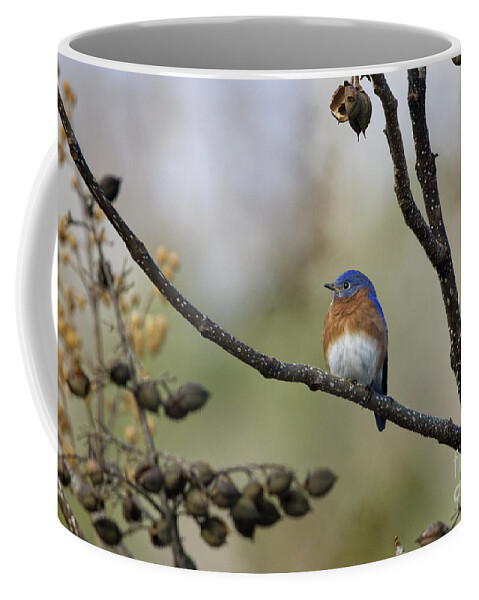 Male Coffee Mug featuring the photograph Bluebird 0104224 by Douglas Stucky