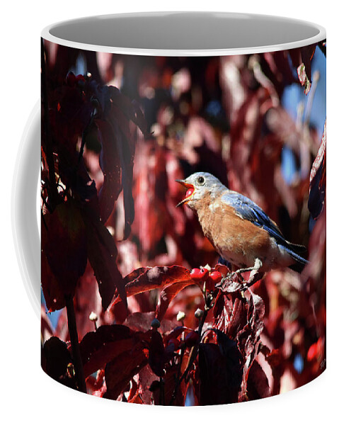 Birds Coffee Mug featuring the photograph Bluebird Eating Berries by Trina Ansel