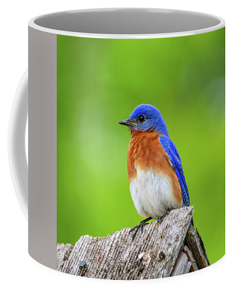 Bluebird Coffee Mug featuring the photograph Bluebird in May by Rachel Morrison
