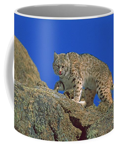 00191429 Coffee Mug featuring the photograph Bobcat Climbing Boulders by Konrad Wothe