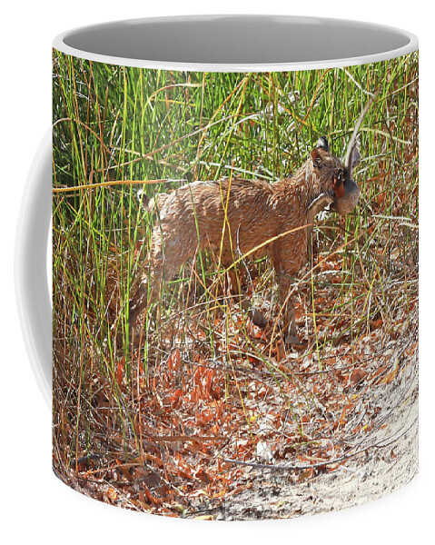 Bobcat Coffee Mug featuring the photograph Bobcat with Prey by Paula Guttilla