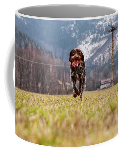 Bohemian Wire Coffee Mug featuring the photograph Bohemian Wire Haired Pointing Griffon running towards to me for some food. She jumps and runs to me for my order. by Vaclav Sonnek