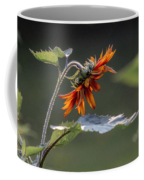 Color Coffee Mug featuring the photograph Bowing Sunflower by Paul Vitko