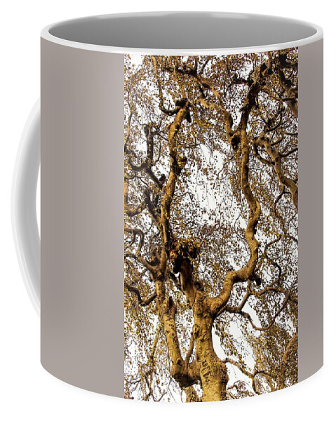 Tree Branch Sky Leaves Coffee Mug featuring the photograph Branch Sky by John Linnemeyer
