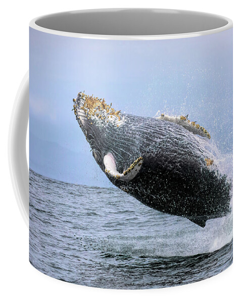 Humpback Coffee Mug featuring the photograph Breaching with Barnacles by Cheryl Strahl
