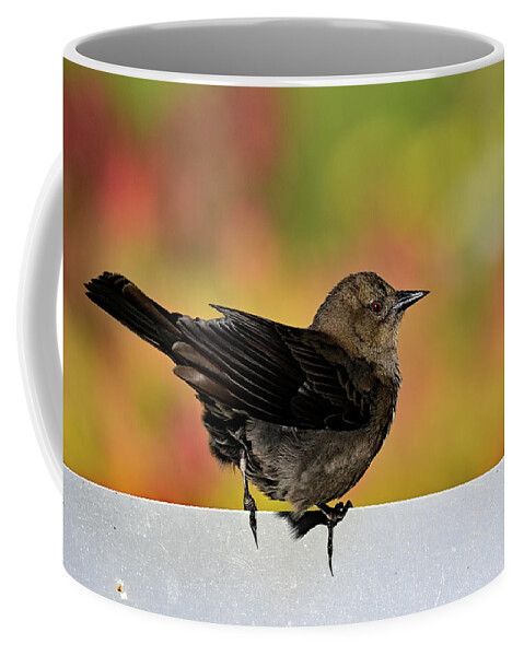 Euphagus Cyanocephalus Coffee Mug featuring the photograph Brewer's Blackbird - Female by Amazing Action Photo Video