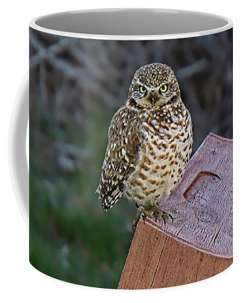 Alone Coffee Mug featuring the photograph Bright Eyes by David Desautel