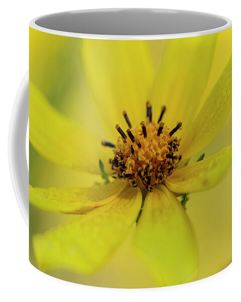 Yellow Coffee Mug featuring the photograph Bright Yellow Daisy by Karen Rispin