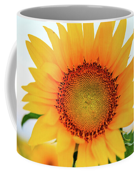 Sunflowers Coffee Mug featuring the photograph Bright Yellow Sunflower at Sunrise 3 by HawkEye Media