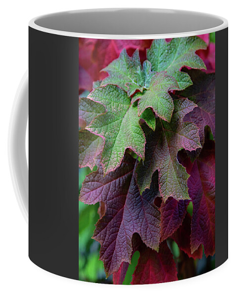 Nature Coffee Mug featuring the photograph Brilliant Oakleaf by Gina Fitzhugh