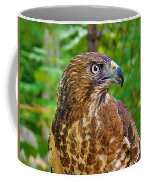 - Broadwinged Hawk 2 Coffee Mug featuring the photograph - Broadwinged Hawk 2 by THERESA Nye