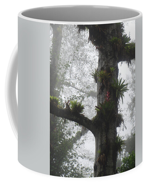 Bromeliads Coffee Mug featuring the photograph Bromeliads on Top of Cerro Uyuca 2 by Teresamarie Yawn
