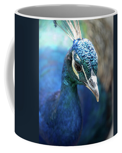 Bronx Zoo Coffee Mug featuring the photograph Bronx Peacock by Kevin Suttlehan