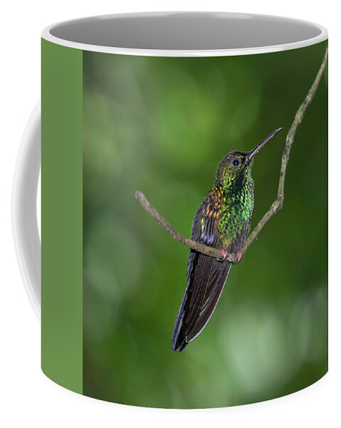 Hummingbird Coffee Mug featuring the photograph Bronze-tailed Plumeleteer by Teresa Wilson