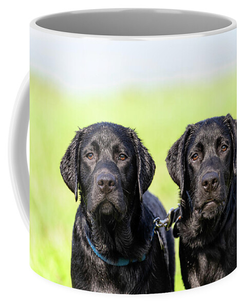 Labrador Retriever Coffee Mug featuring the photograph Brothers by Rachel Morrison