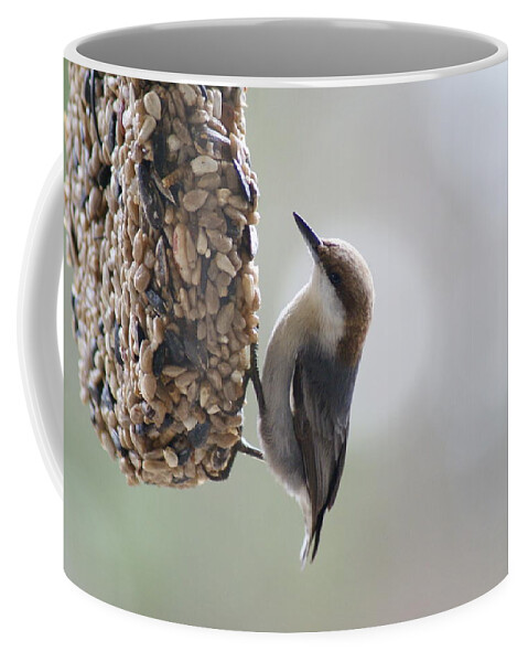 Bird Coffee Mug featuring the photograph Brown-headed Nuthatch by Heather E Harman