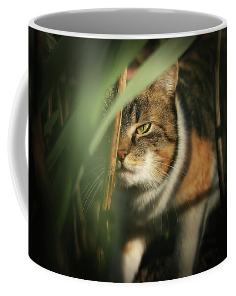 Liza Coffee Mug featuring the photograph Cruel look by domestic kitten walks through dense jungle by Vaclav Sonnek
