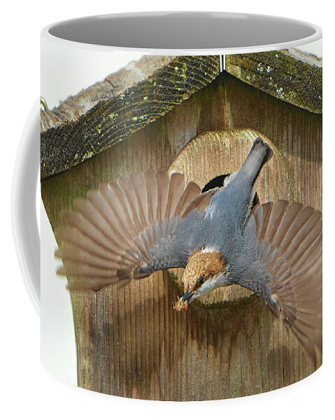 Brown Headed Nuthatch Coffee Mug featuring the photograph Brown Headed Nuthatch Flight by Jerry Griffin