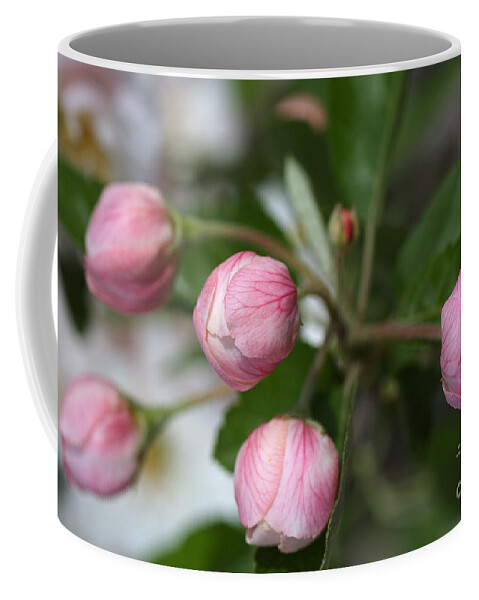 Buds In Pink Coffee Mug featuring the photograph Buds In Pink by Joy Watson