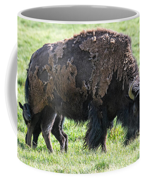 Buffalo With Baby Beefalo Coffee Mug featuring the digital art Buffalo with baby beefalo by Tammy Keyes