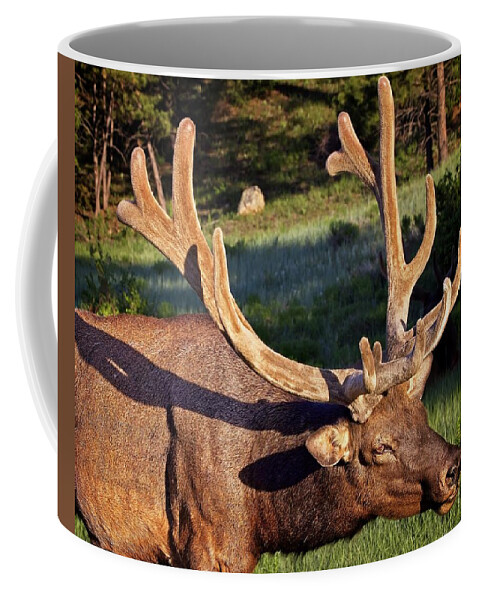 America Coffee Mug featuring the photograph Bull Elk In Velvet by Ronald Lutz