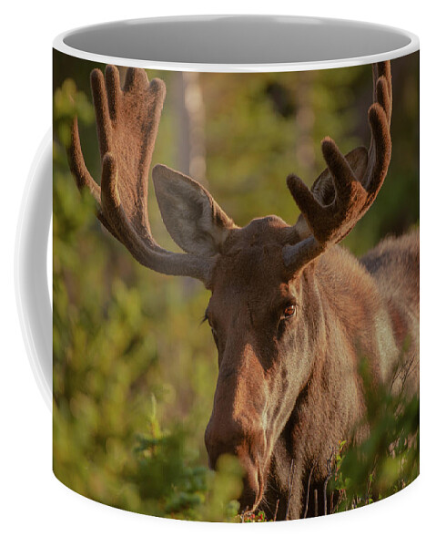 Moose Coffee Mug featuring the photograph Bull moose greets the rising sun by Gary Kochel