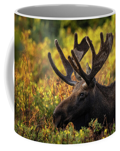 Bull Moose Coffee Mug featuring the photograph Bull Moose in the Morning Sun by Phillip Rubino