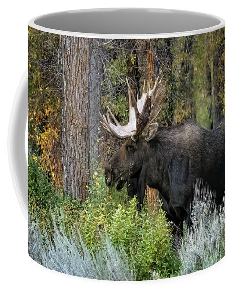 Nature Coffee Mug featuring the photograph Bull Moose by Linda Shannon Morgan