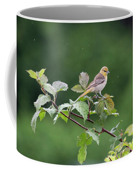 Bird Coffee Mug featuring the photograph Bullock's Oriole in Rain by Kristine Anderson