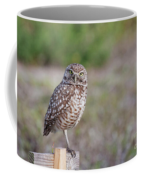 Burrowing Owl Coffee Mug featuring the photograph Burrowing Owl Stare Down by Jayne Carney