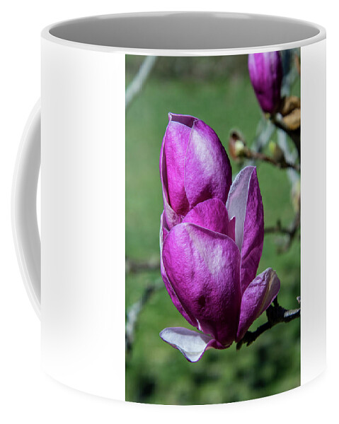 Magnolia Coffee Mug featuring the photograph Burst of Purple by Rose Guinther