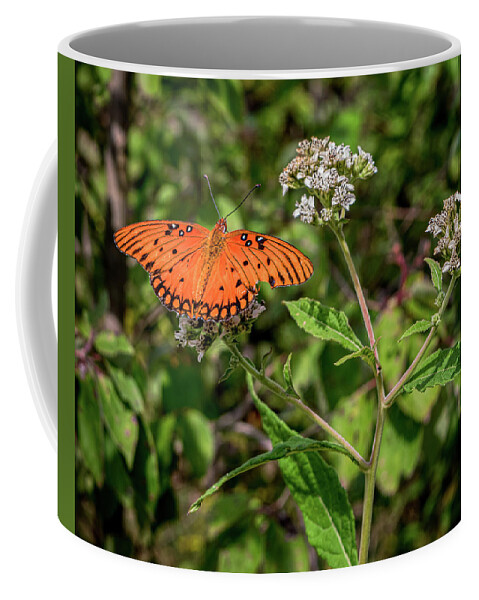Orange Coffee Mug featuring the photograph Butterfly at Rest by Kenneth Everett