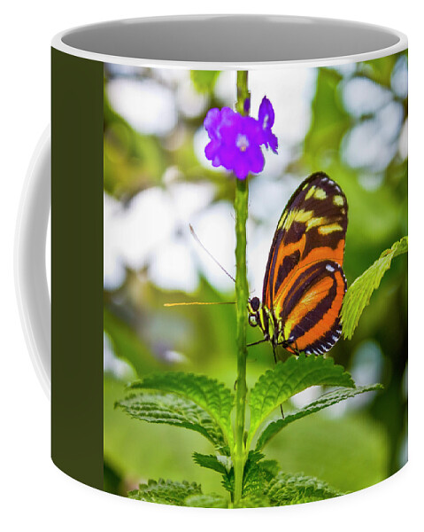 Butterfly Coffee Mug featuring the photograph Butterfly by David Beechum