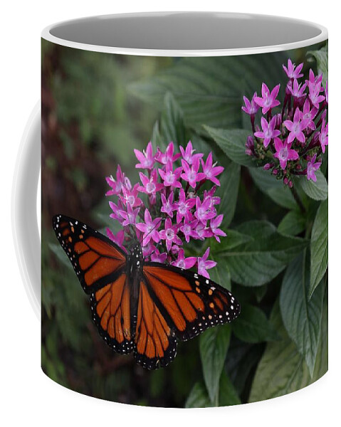 Butterfly Coffee Mug featuring the photograph Monarch Butterfly by Mingming Jiang
