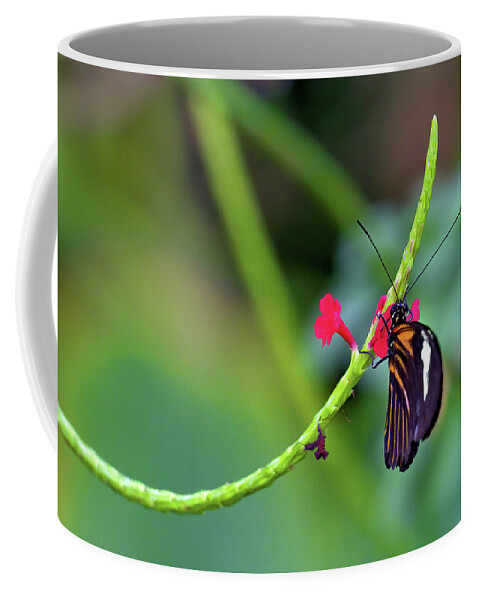 Butterfly Coffee Mug featuring the photograph Butterfly on a Stalk by Bob Falcone