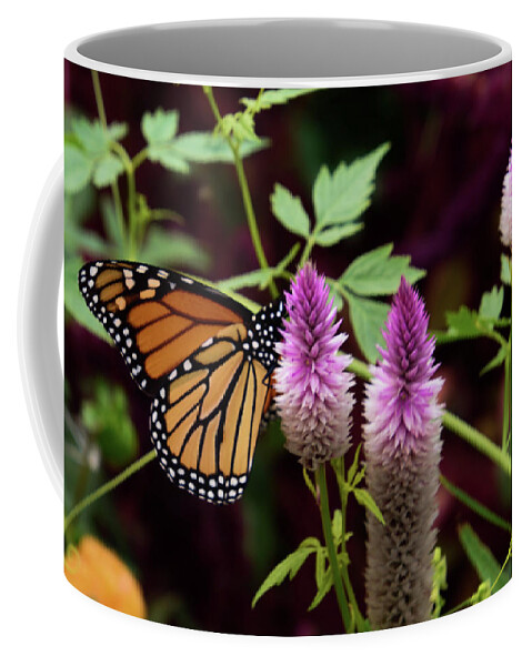 Monarch Coffee Mug featuring the photograph Butterfly on Celosia by Christina McGoran