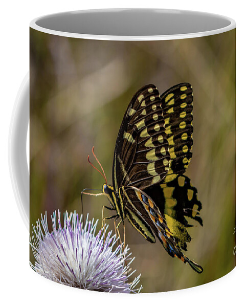 Butterfly Coffee Mug featuring the photograph Butterfly on Thistle by Tom Claud