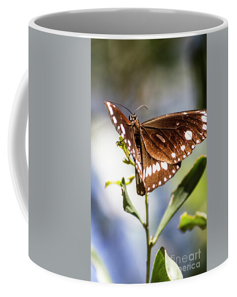 Butterflies Coffee Mug featuring the photograph Butterfly Tropics by Jorgo Photography