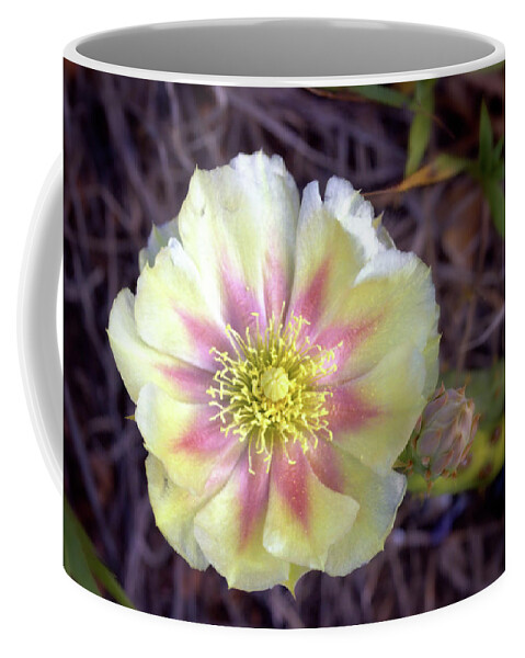 Cactus Coffee Mug featuring the photograph Cactus Blossom by Bob Falcone