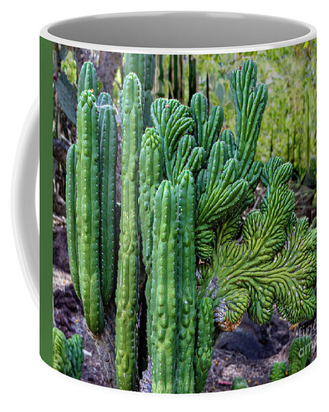 Cactus Coffee Mug featuring the photograph Cactus Waving at You by Roslyn Wilkins
