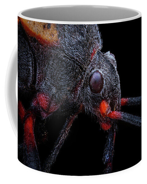 California Bee Assassin Coffee Mug featuring the photograph California Bee Assassin 2 by Endre Balogh