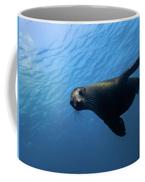 Seal Coffee Mug featuring the photograph California Sea Lion by Brian Weber