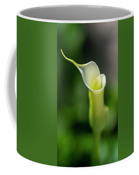Calla Lily Coffee Mug featuring the photograph Calla Lily 2 by Kathy Paynter