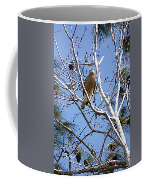Red-shouldered Hawk Coffee Mug featuring the photograph Calling Mate by Heather E Harman