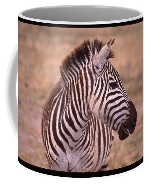 Africa Coffee Mug featuring the photograph Camera Shy Zebra by Russel Considine