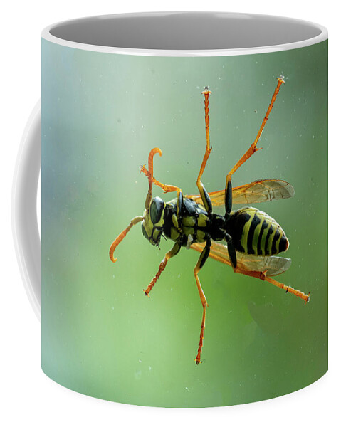 Bee Coffee Mug featuring the photograph Can I Come In by Cathy Kovarik