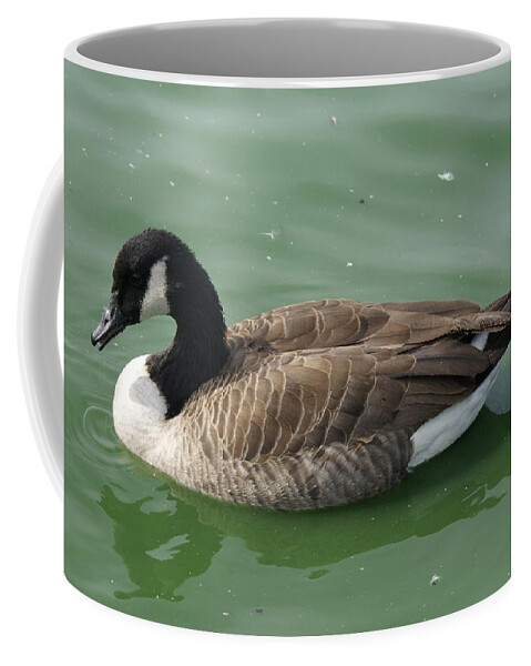  Coffee Mug featuring the photograph Canada Goose by Heather E Harman