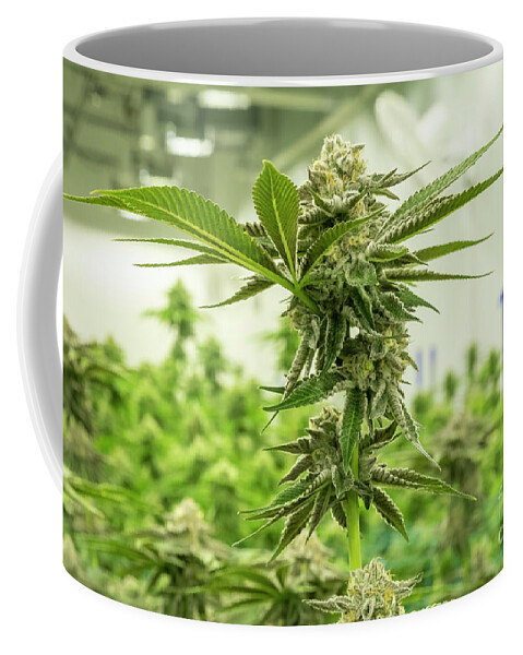 Cannabis Coffee Mug featuring the photograph Cannabis by Jim West